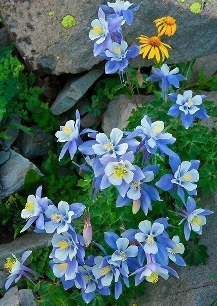 аквилегия caerulea фото