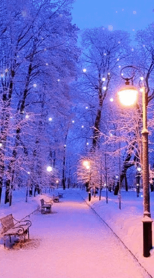 аллея зима ночь фото