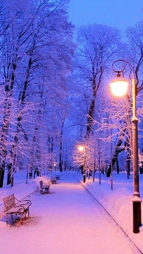 аллея зима ночь фото