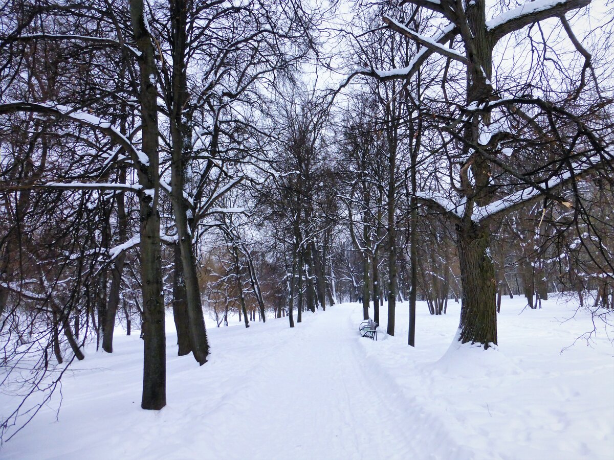 аллея зимы в парке фото