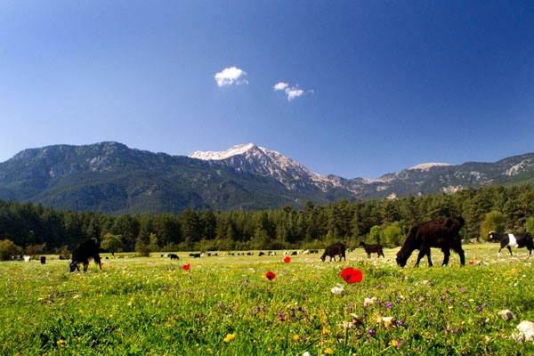 альпийские луга фото