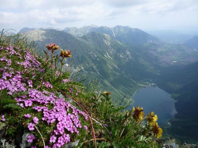 альпийские луга алтая фото