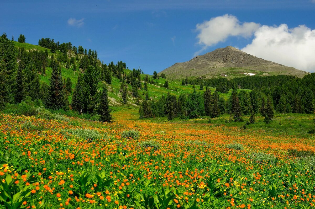 альпийские луга алтая фото