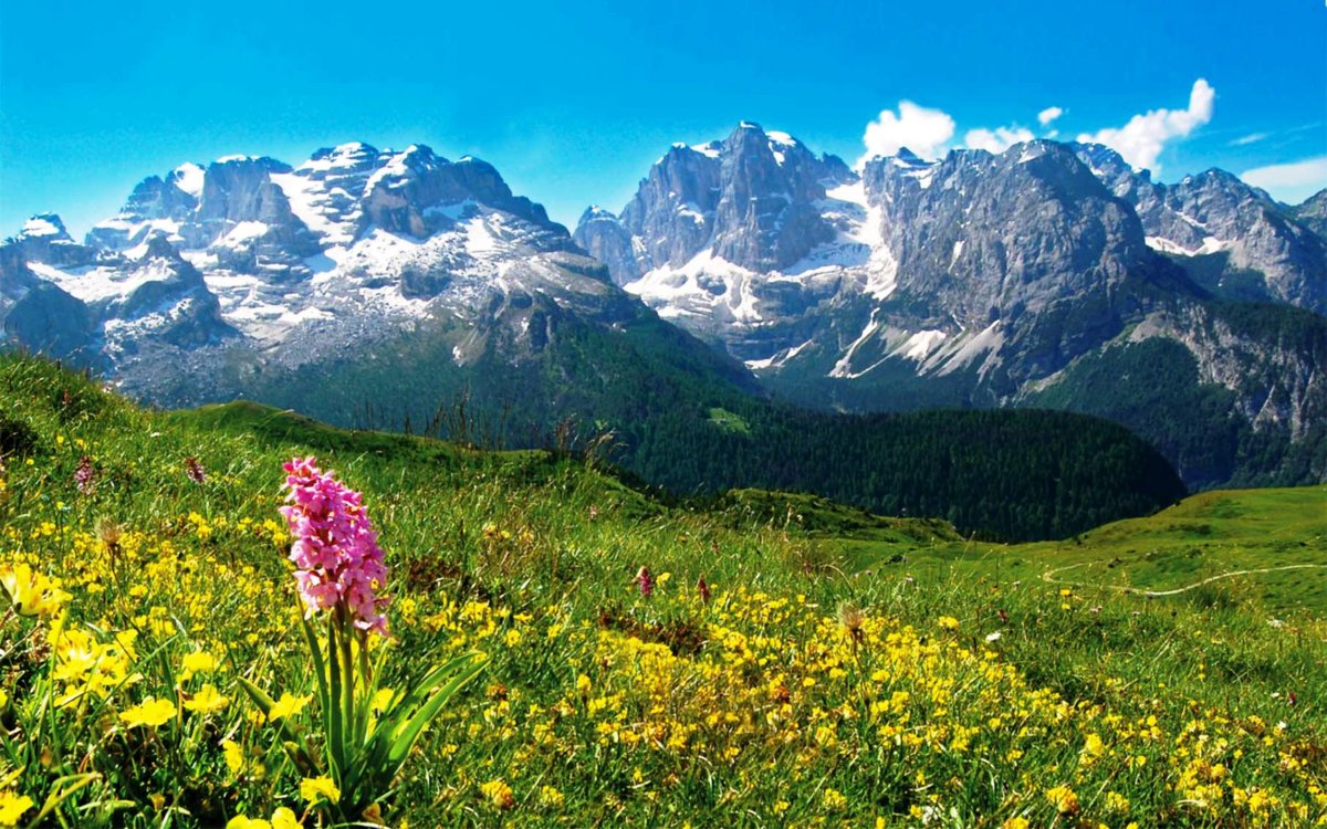 альпийские луга австрия фото