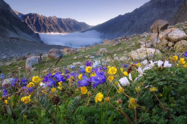 альпийские луга кавказа фото