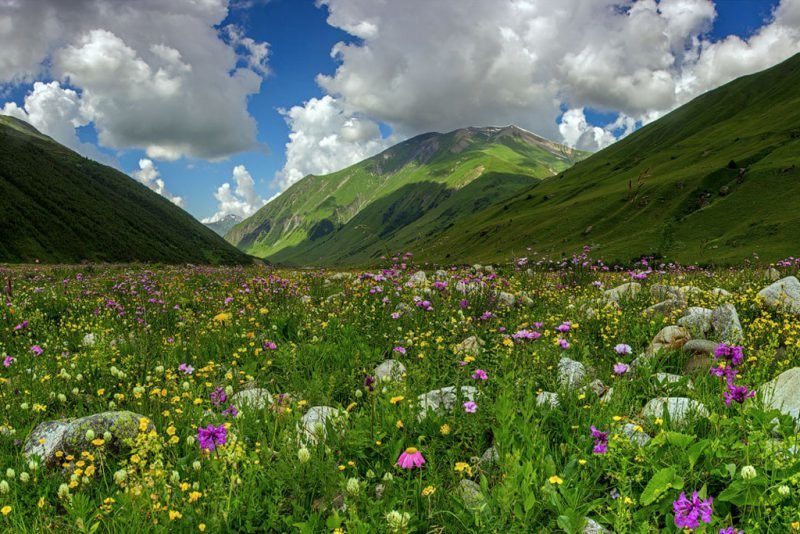 альпийские луга кавказа фото