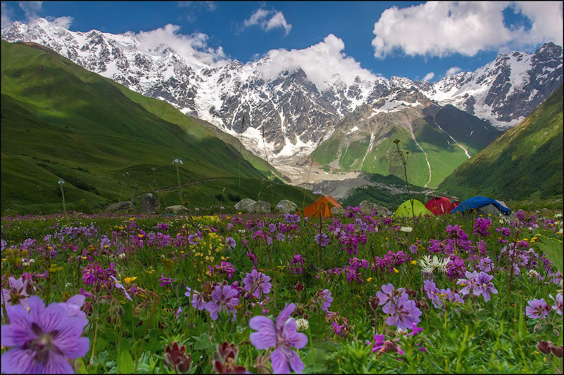 альпийские луга кавказа фото