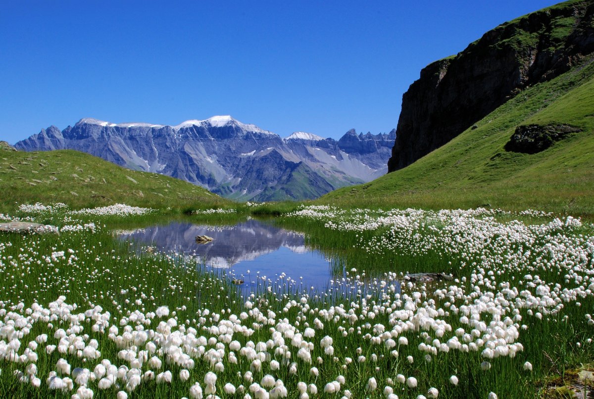 альпийские луга швейцария фото