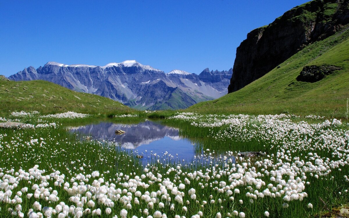 альпийские луга швейцария фото