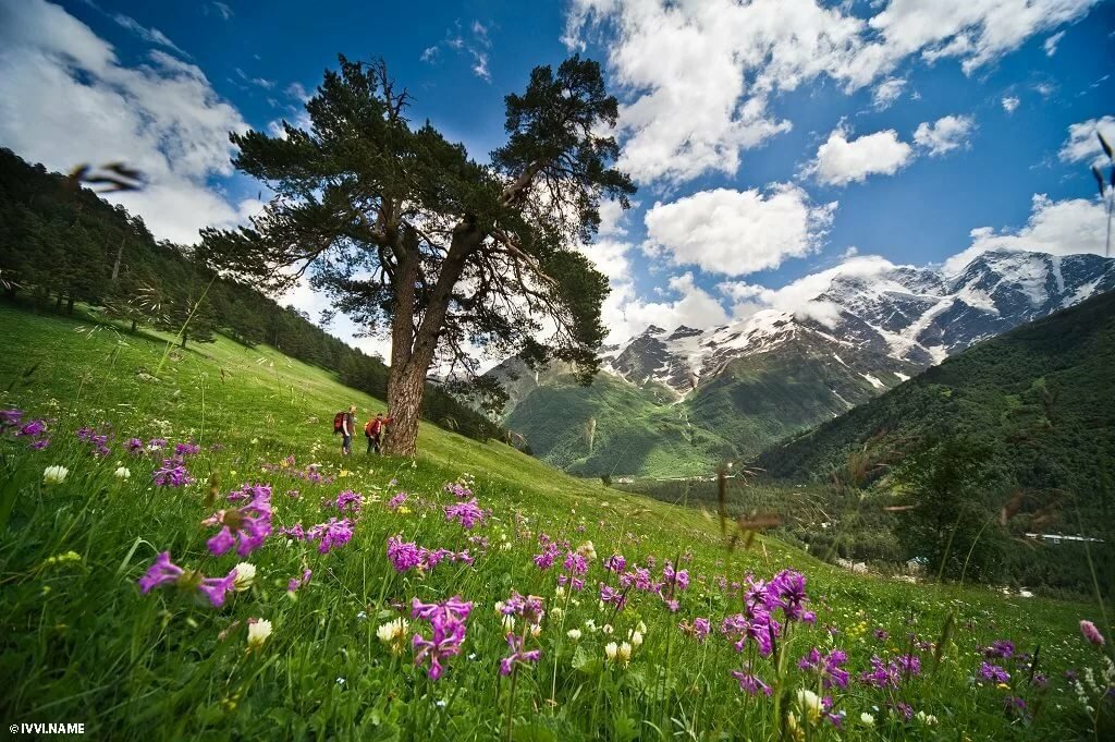 альпийские луга в горах кавказа фото