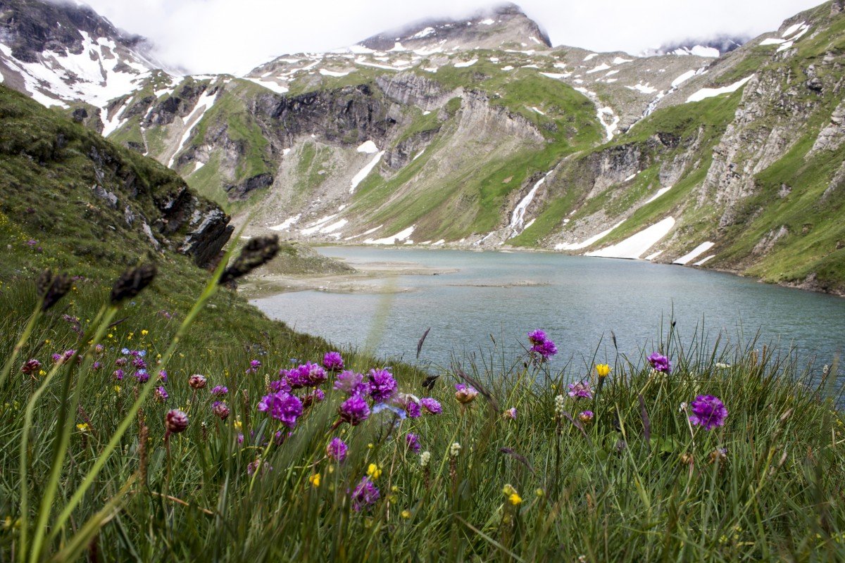 альпийский луг и горы фото