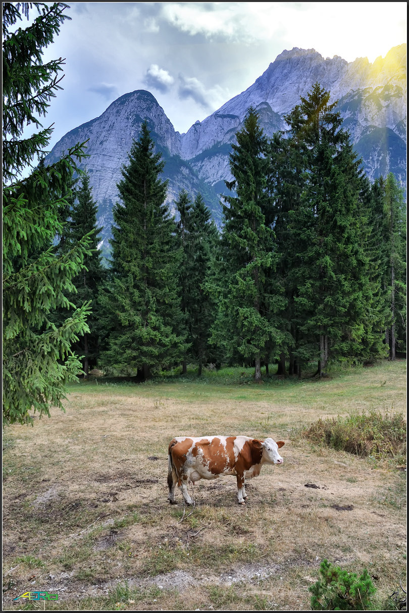 альпийский пейзаж с коровами фото