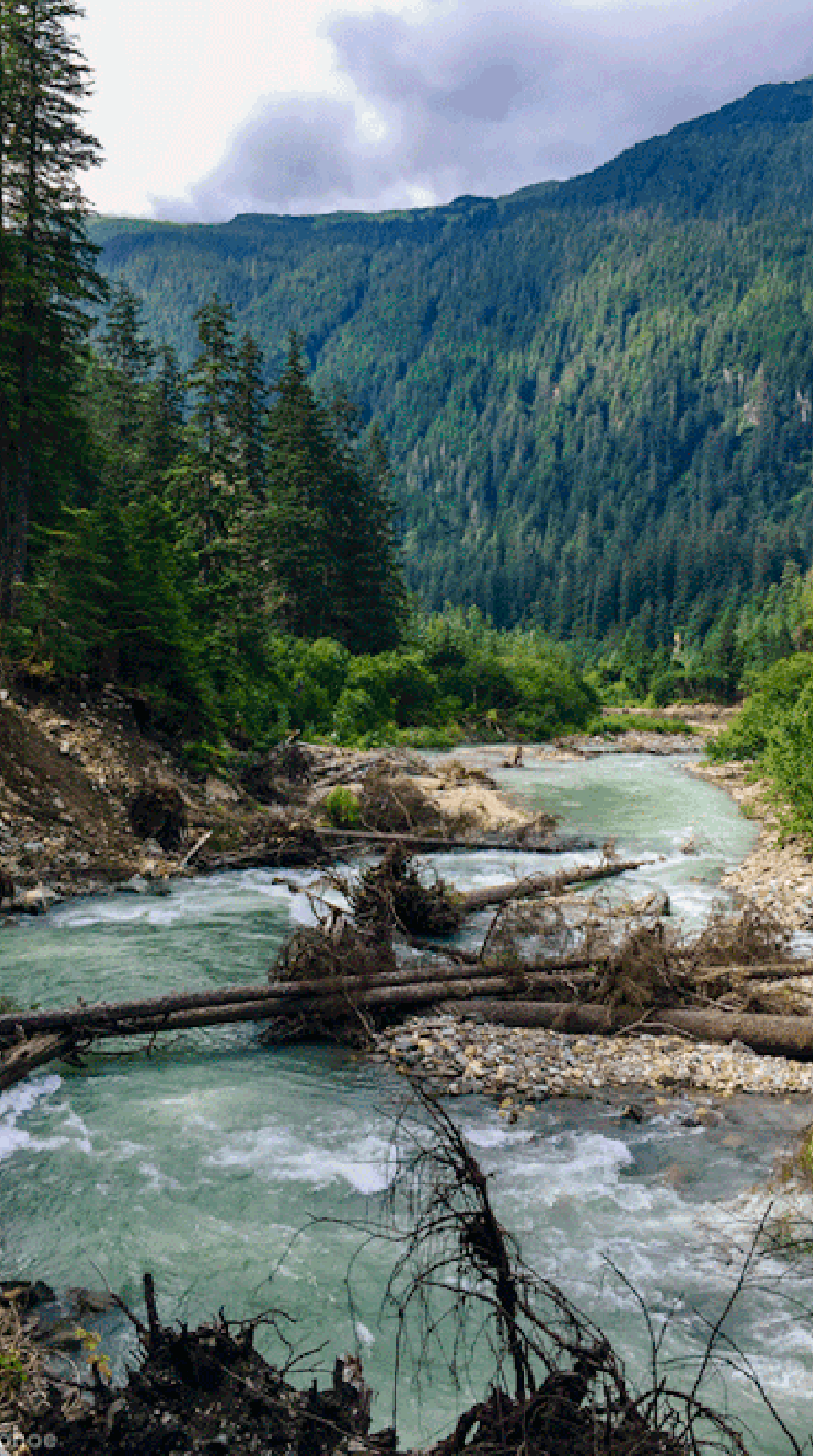 алтай река катунь фото