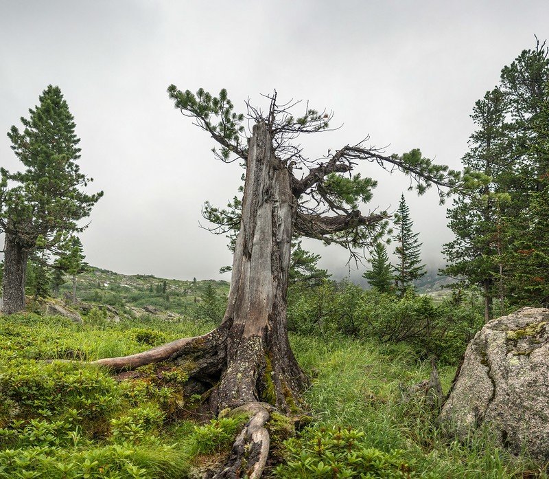 алтайская сосна фото