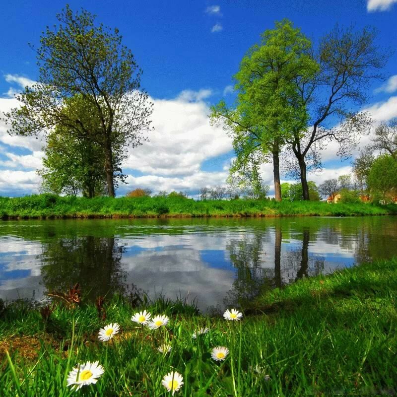 анимация природа лето фото
