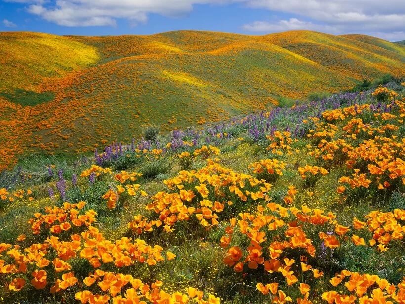 Antelope Valley California Poppy Reserve фото