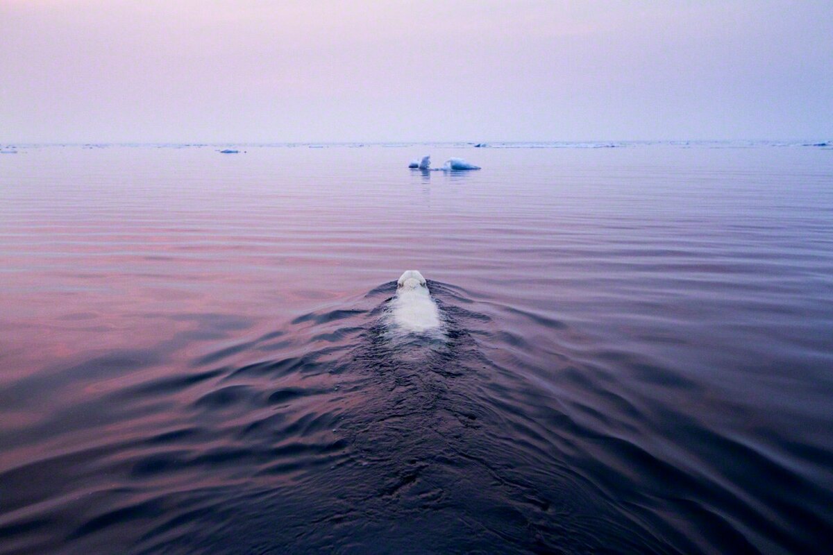 Arctic Sea фото