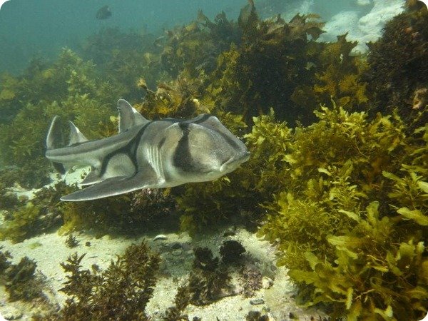 австралийская бычья акула (heterodontus portusjacksoni) фото