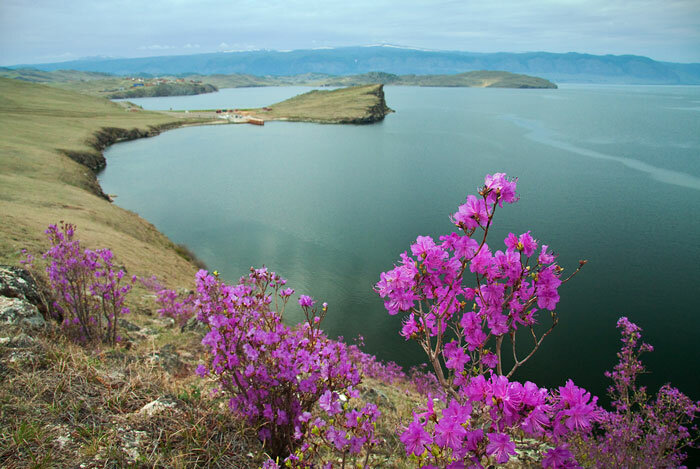 багульник на байкале фото