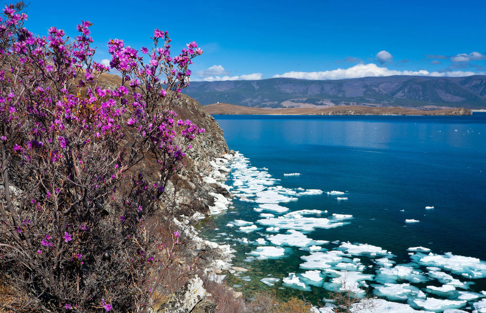 багульник на байкале фото