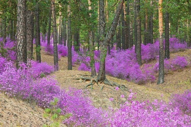 багульник на сопках фото