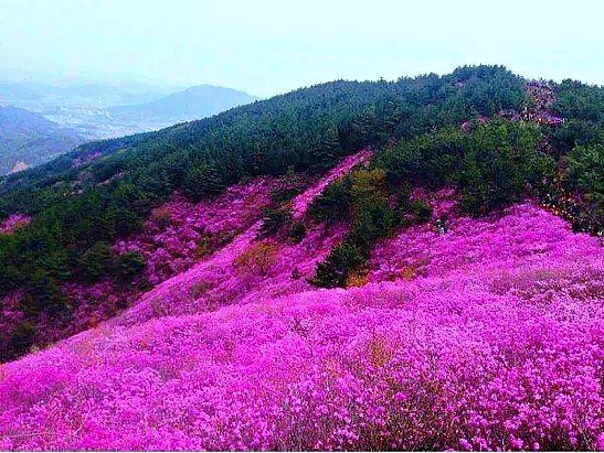 багульник на сопках цветет фото