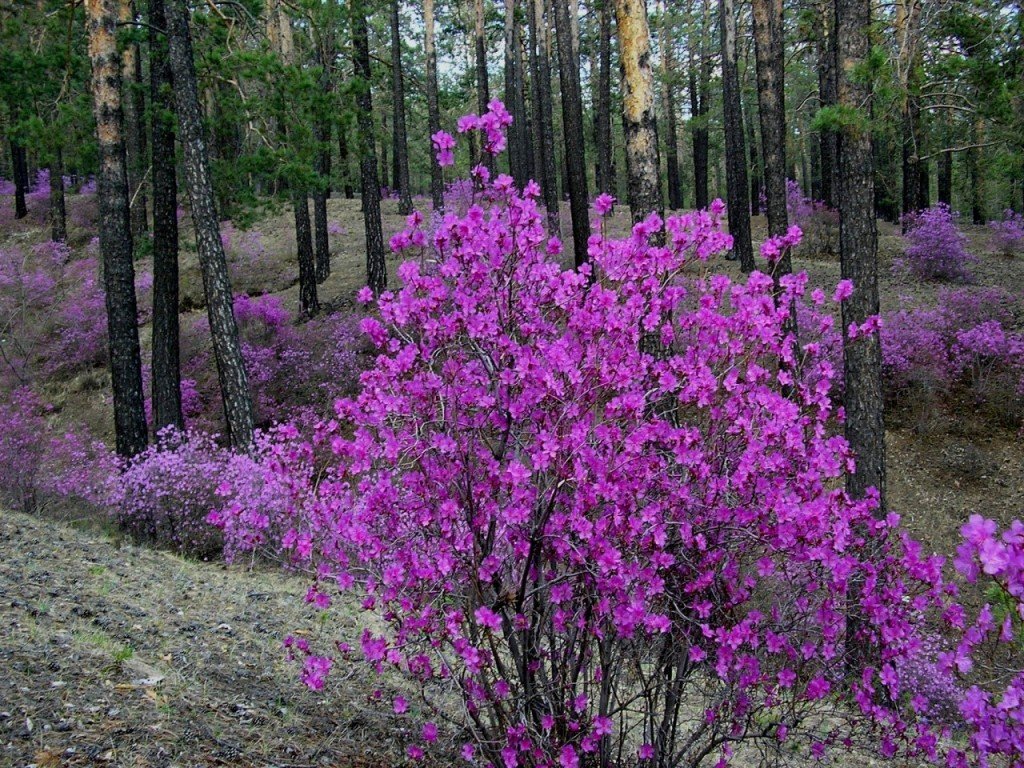 багульник сибирский фото