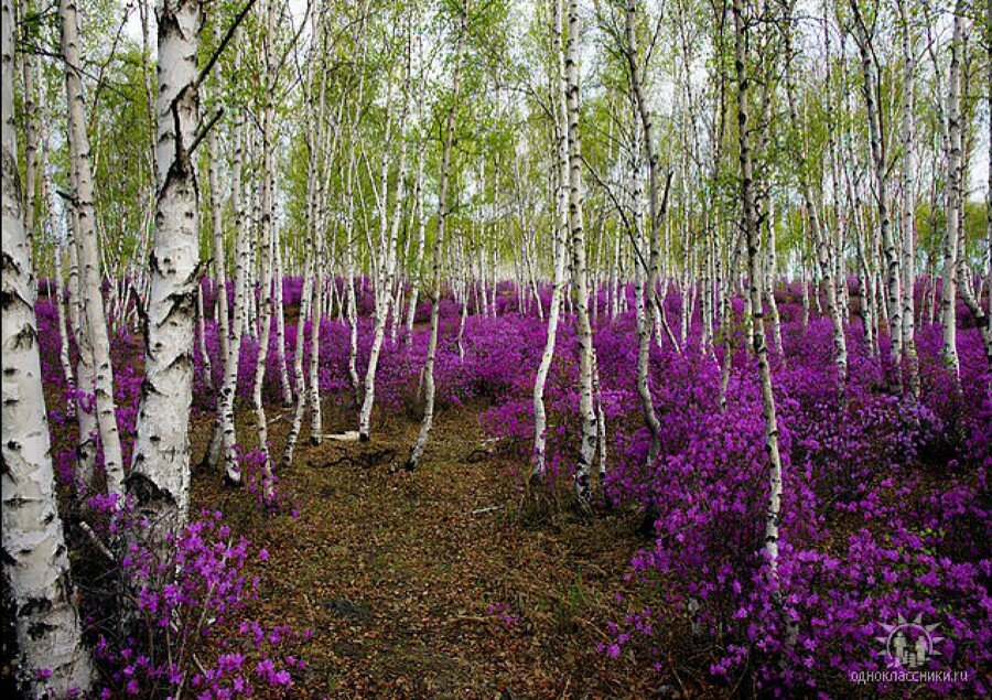 багульник в лесу фото