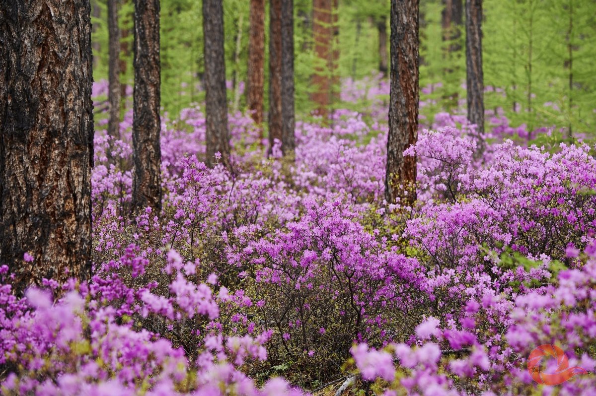 багульник в сибири фото