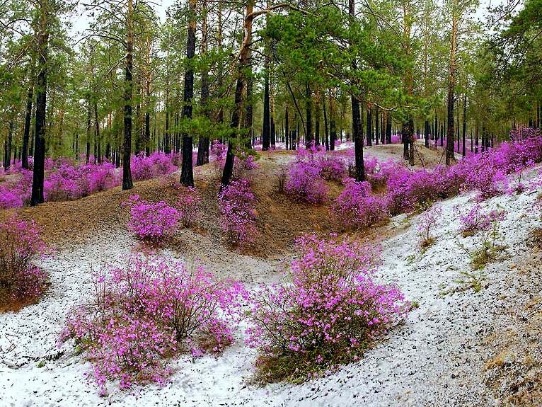 багульник в сибири фото