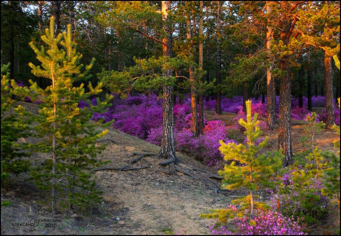 багульник забайкалье красивые фото