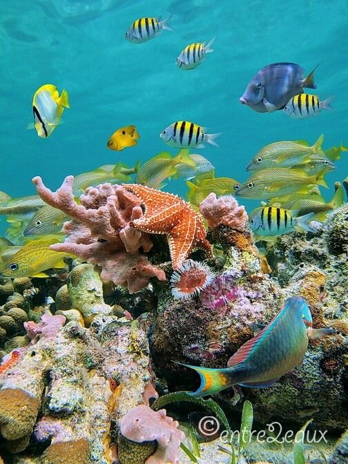 бали подводный мир фото