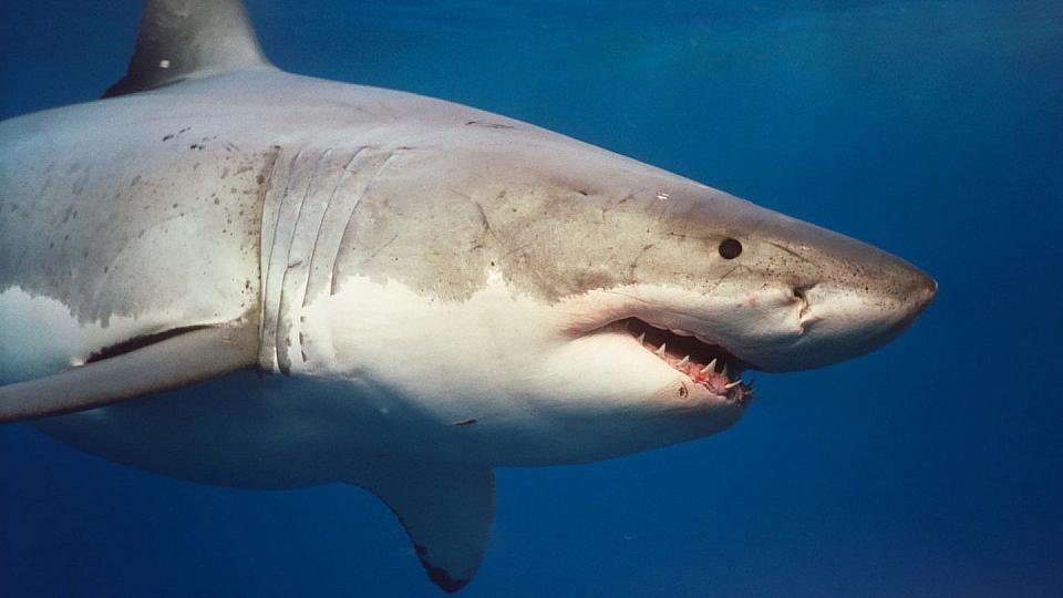 белая акула фото