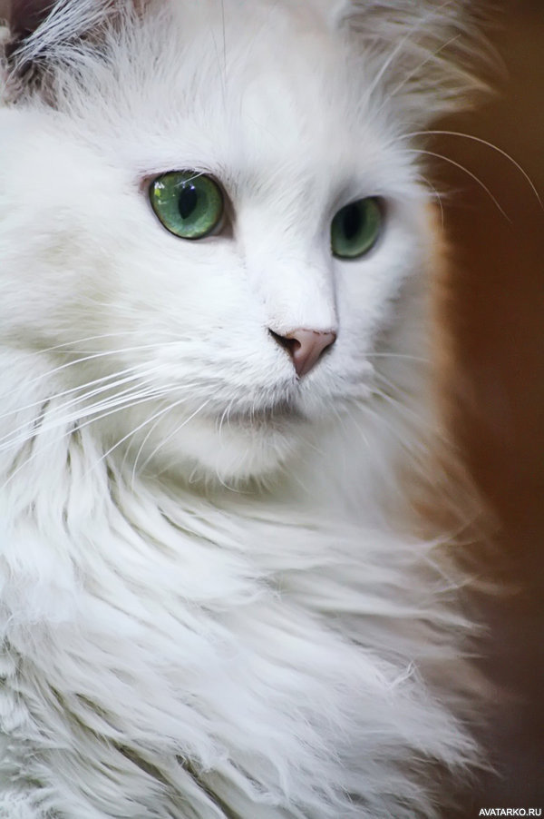 белая кошка фото