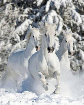 белая лошадь зимой фото