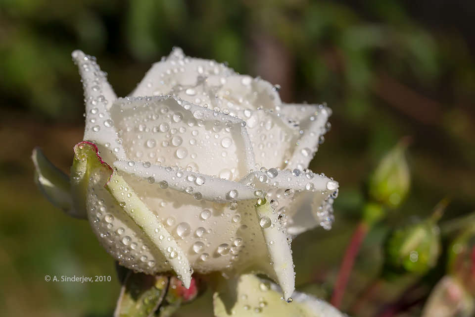 белая роза в каплях росы фото