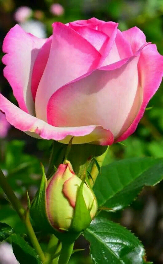 belle rose фото