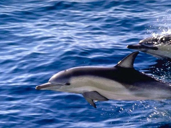 белобокий дельфин и море картинка фото