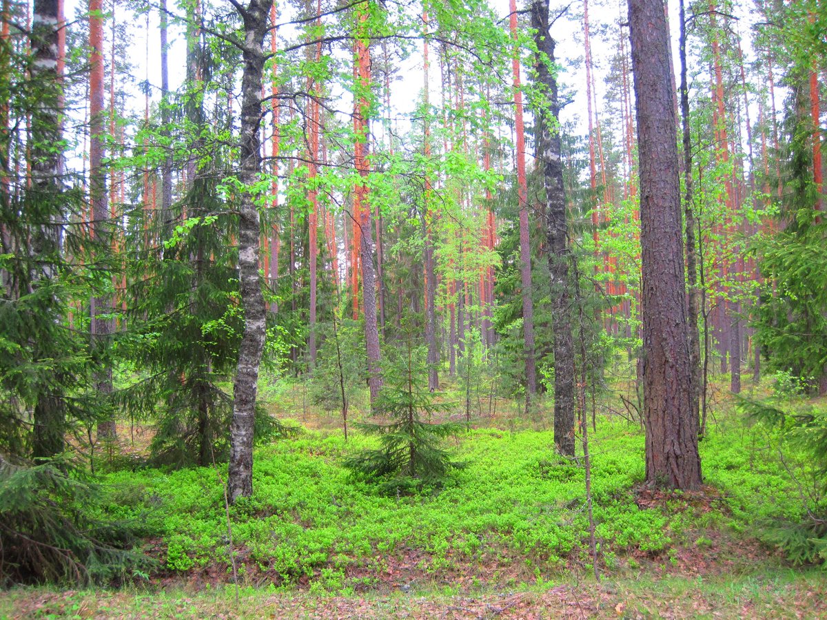 белоруссия сосновые леса фото