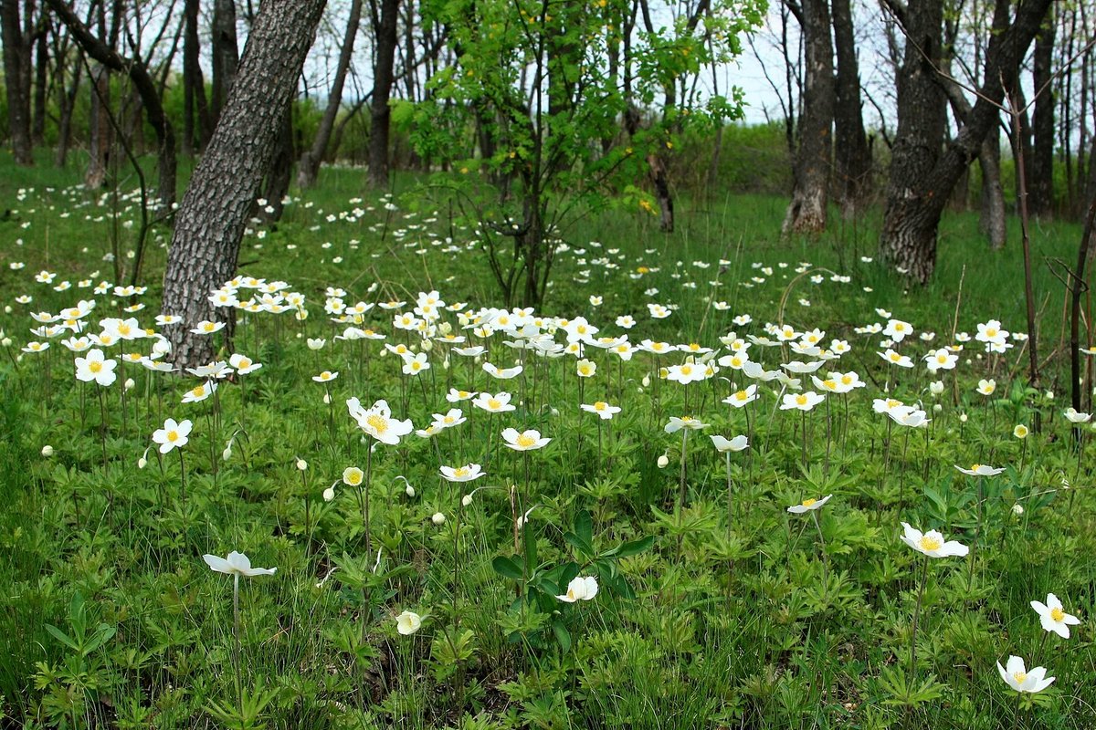 белые цветы на поляне фото