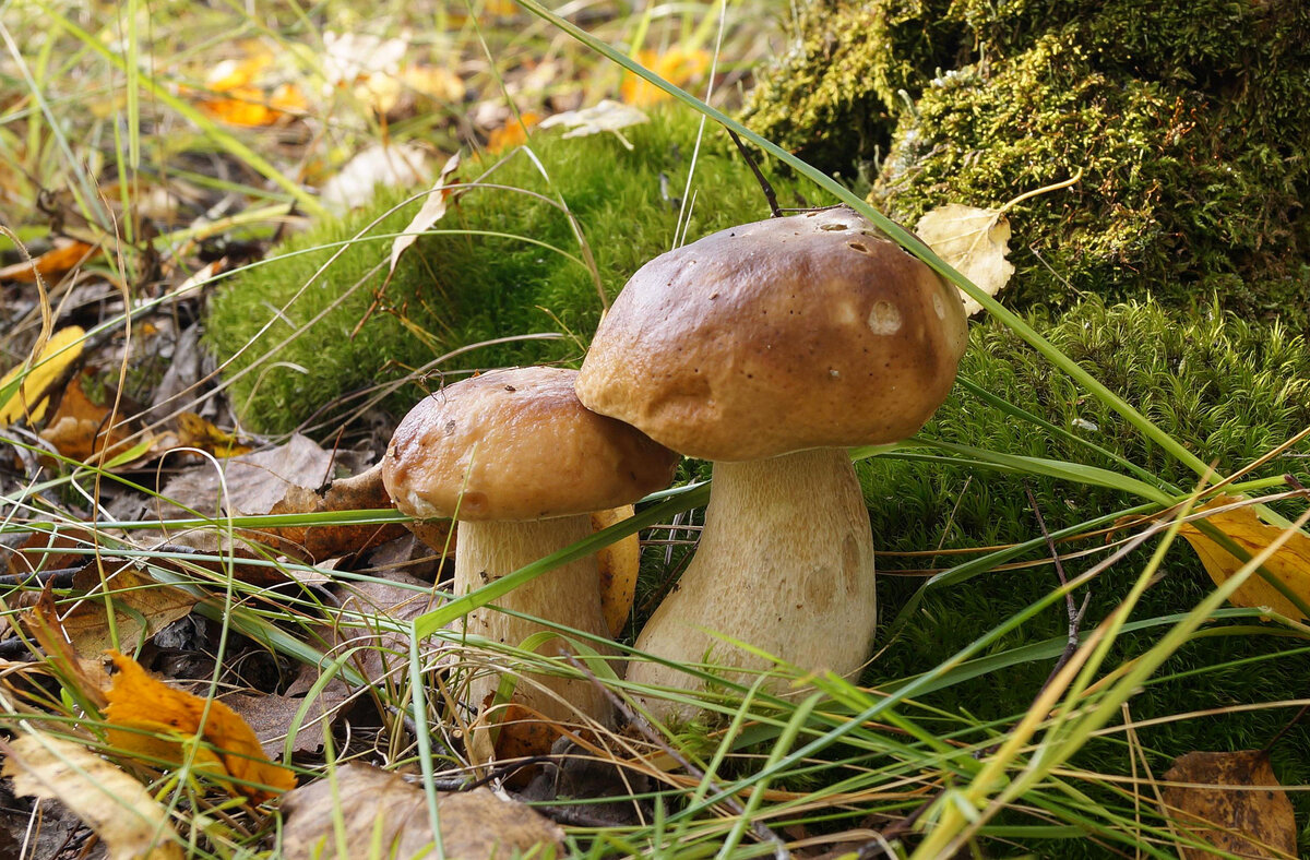 белый гриб берёзовый (boletus betulicolus) фото