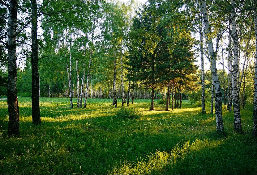 береза анимация фото