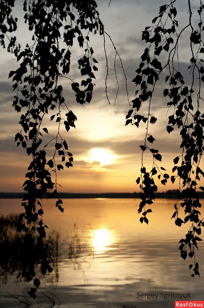 береза на закате фото