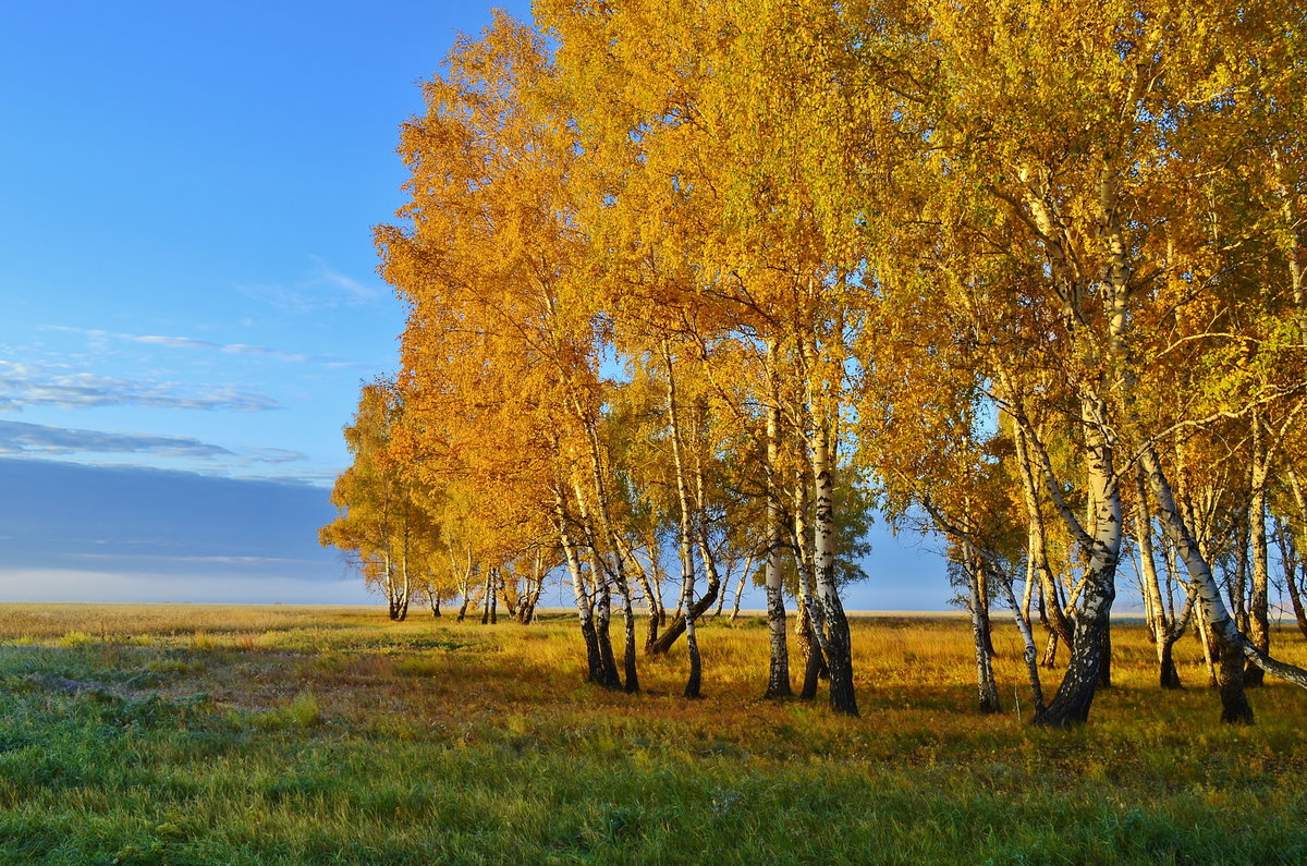 береза осенью фото