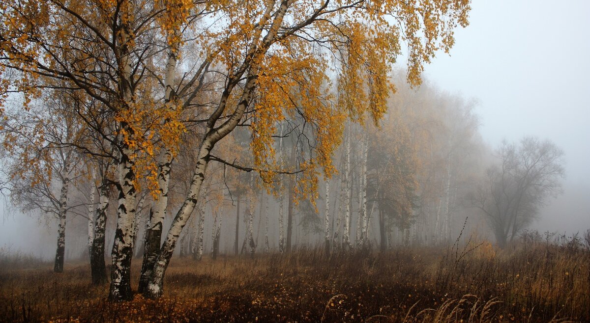 береза осенью фото