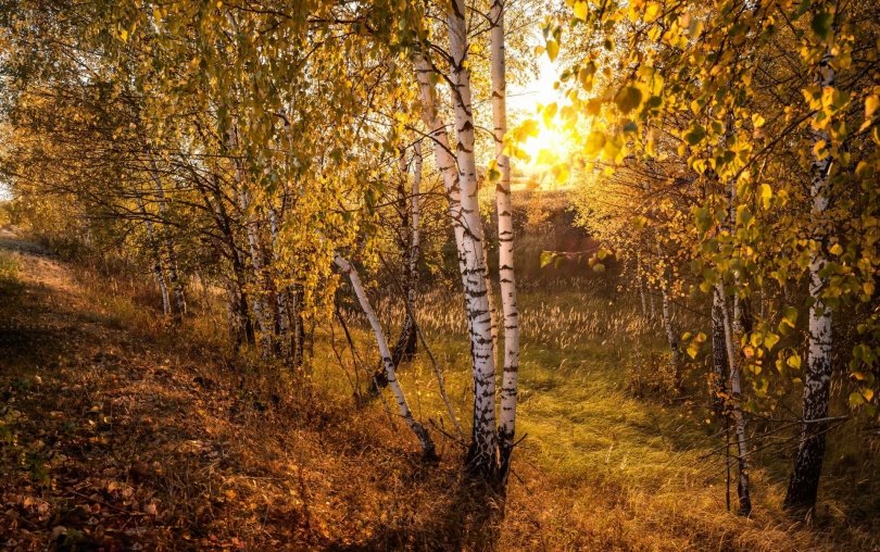 береза солнце осень фото