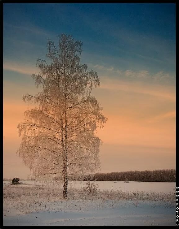 береза зимой рассвет фото