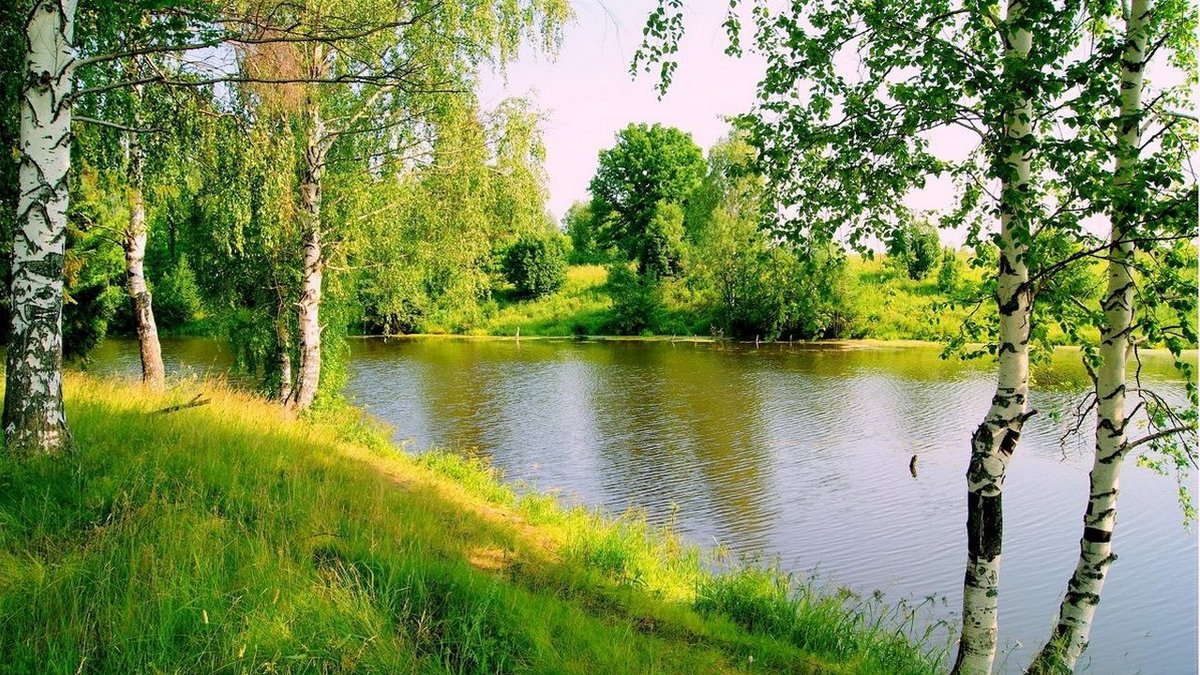 березка у реки картинки фото