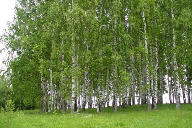 березовая роща фото