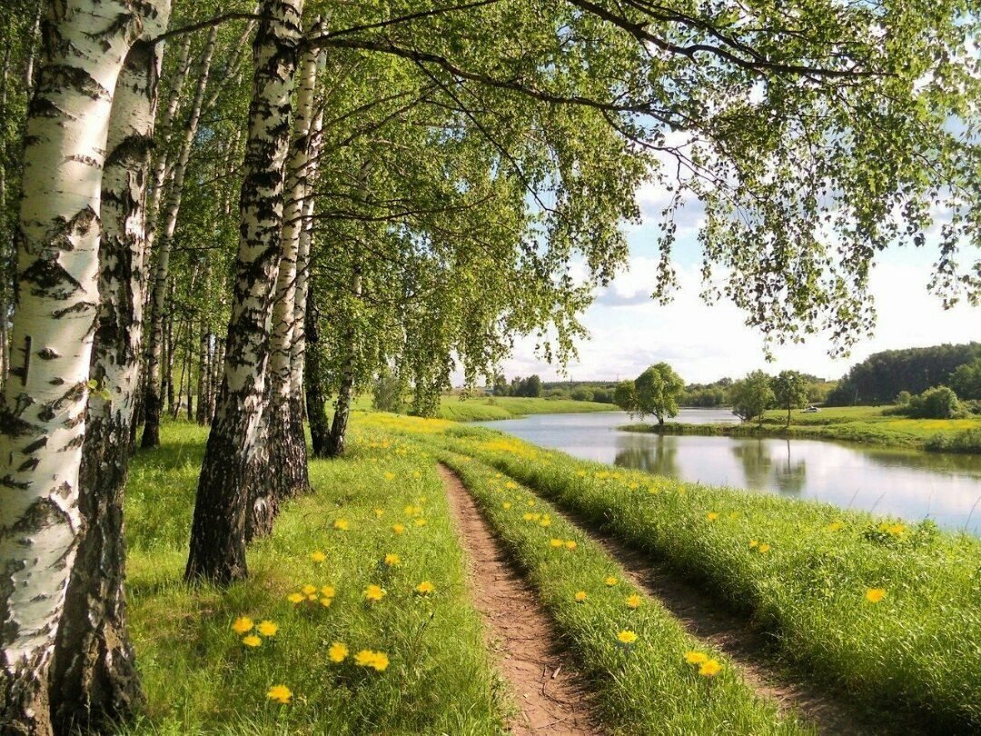 березовая роща фото